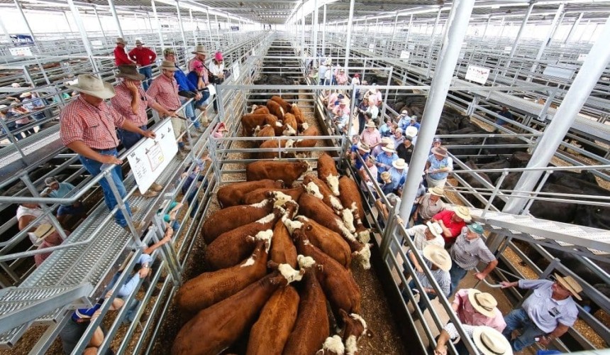 Roma retains mantle as Australia’s biggest cattle saleyard – how did your state fare?