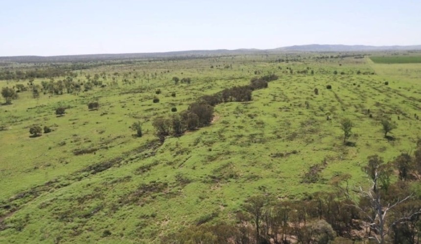 What will “deforestation-free” meat mean for the cattle industry?