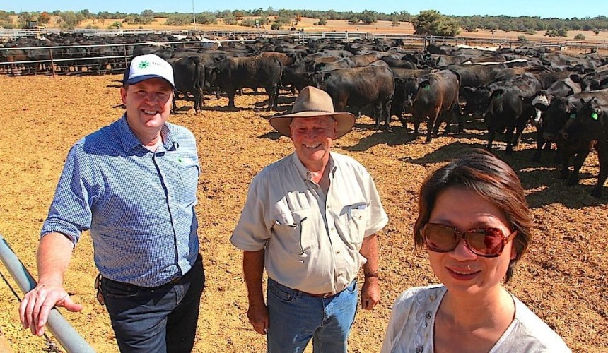 WA’s first shipment of slaughter cattle for China sets sail