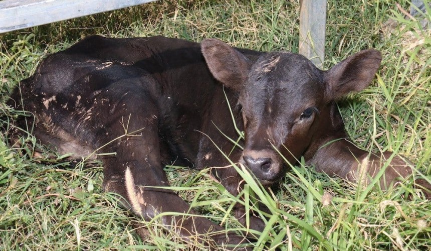 Police locate stolen calves in South West Queensland