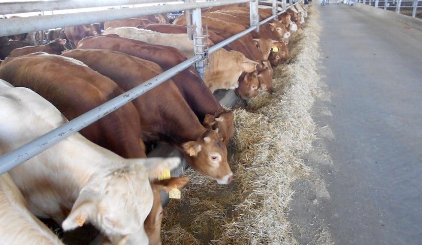 Turkey building up cattle imports again to rein in high beef prices