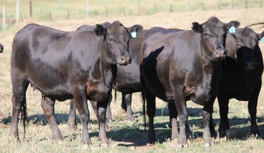 New test delivers lower cost option for females using genomic technology
