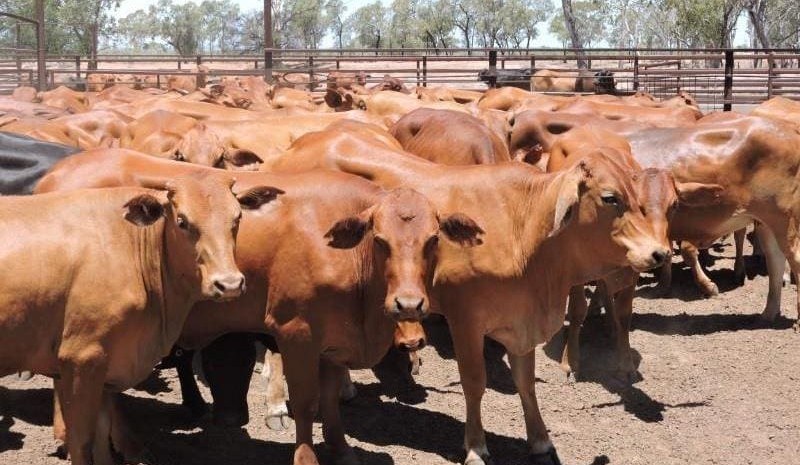 Steer, heifer prices push lower on AuctionsPlus, as dry conditions prevail