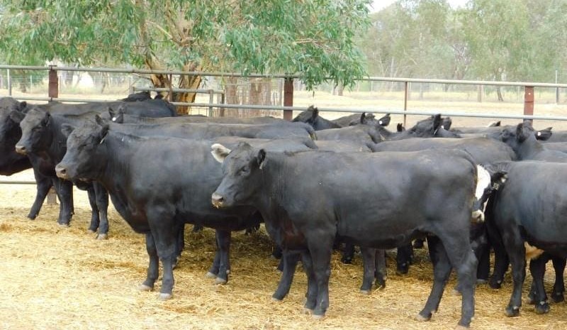 Searing conditions halve numbers on AuctionsPlus