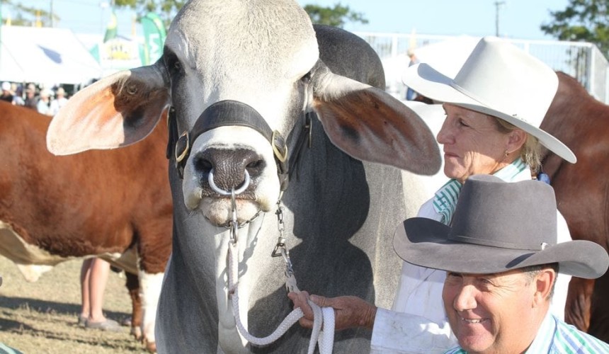 Time running out for Beef 2018 stud beef entries