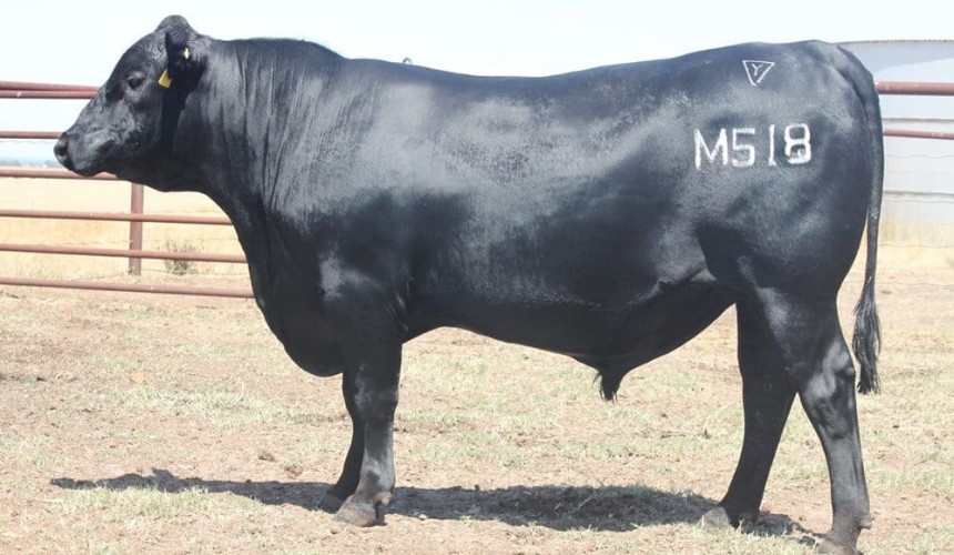 Weekly genetics review: 2018 Autumn bull selling season underway