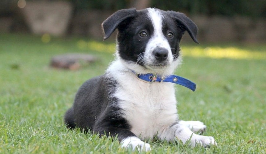 Researchers warn of deadly parvovirus strain spreading in Australian dogs