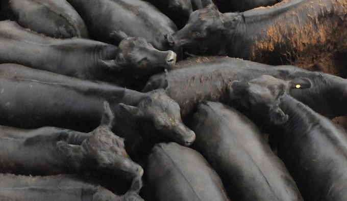 Western District calf sales off to mixed start