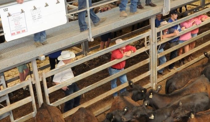 Good light steers sell in early 360’s in opening Vic weaner sales