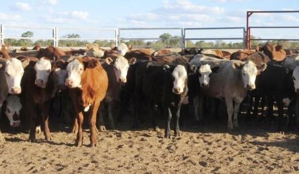 Big line of Certified Organic steers, heifers & PTIC cows on AuctionsPlus