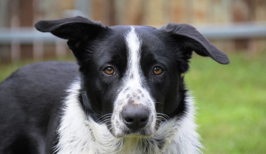 Exotic dog disease detection leads to movement restrictions in WA’s north