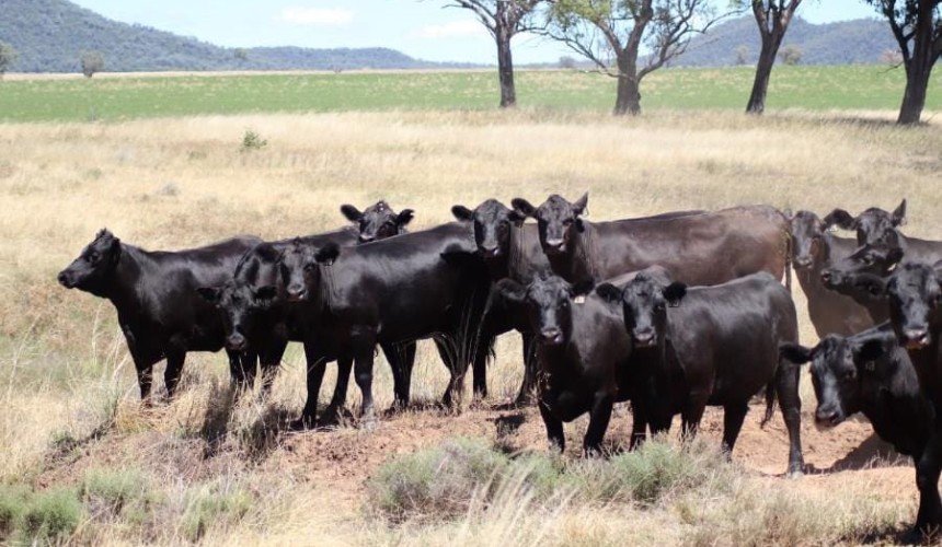 Lower clearance rates on AuctionsPlus as dry exerts pressure