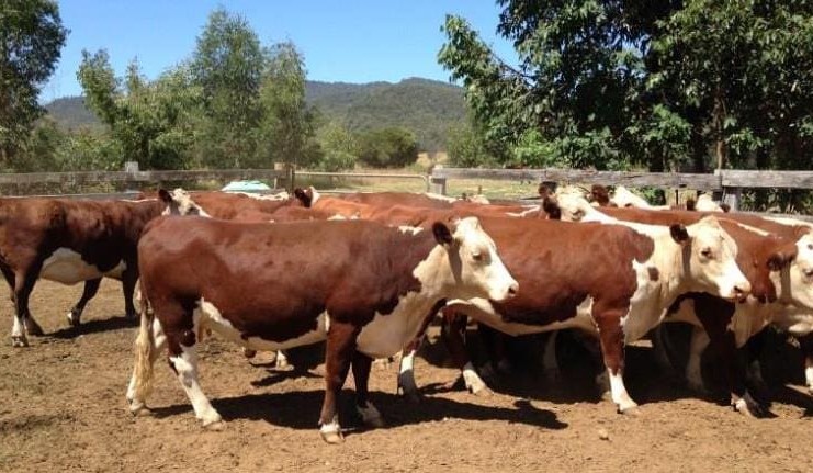Big jump in numbers on AuctionsPlus