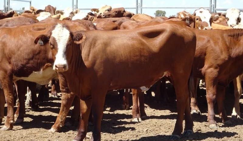 AuctionsPlus offering surges, but clearance rates soften