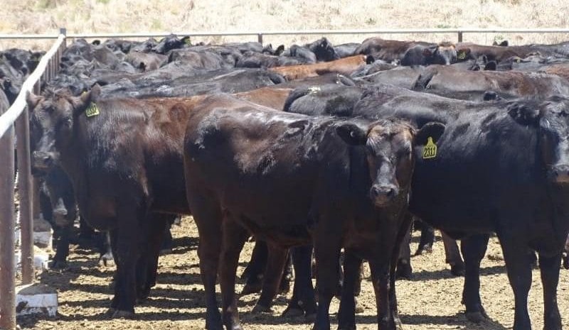 Angus breeders sought for F1 Wagyu live export and branded beef programs