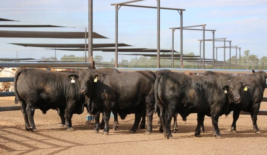 Should commercial cattle competitions emphasise weight or eating quality?