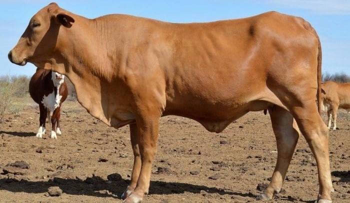 Beef Central’s beef quiz – January 2018