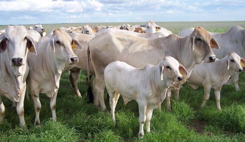 Time to find the best science for measuring methane: Cattle Council