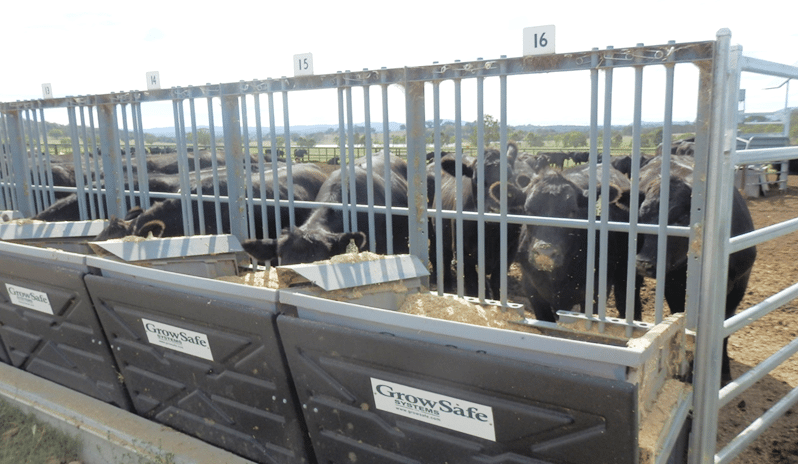 Weekly genetics review: What is Net Feed Intake, and is it worth applying selection pressure for?