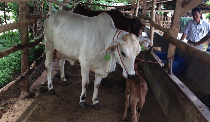 Creating shared value in Indonesia: The Great Giant Livestock approach