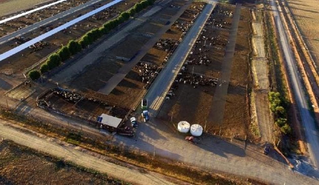 Prominent Wagyu breeder secures Riverina’s Haino Park