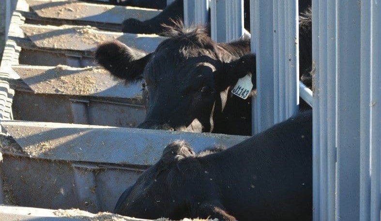 Weekly genetics review: Is it worth applying selection pressure for net feed intake?