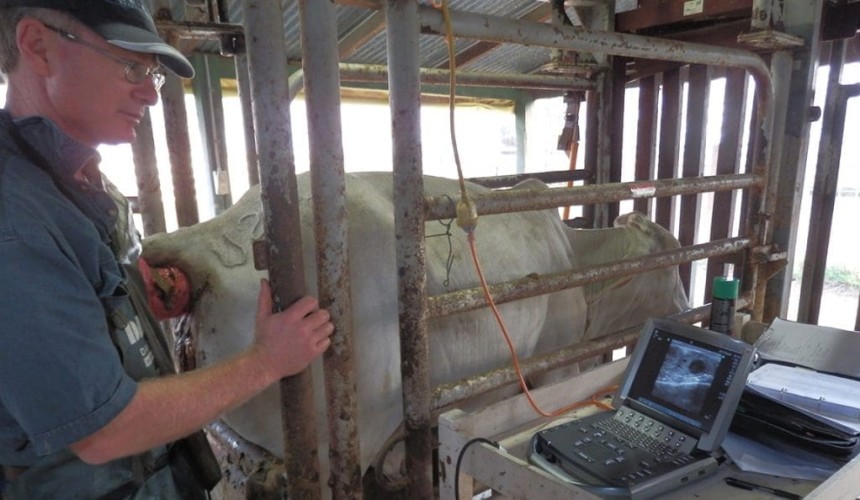 Herd management after completing an AI program: What are the options?