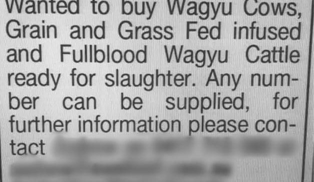 Major fraud charges laid over Wagyu cattle deals