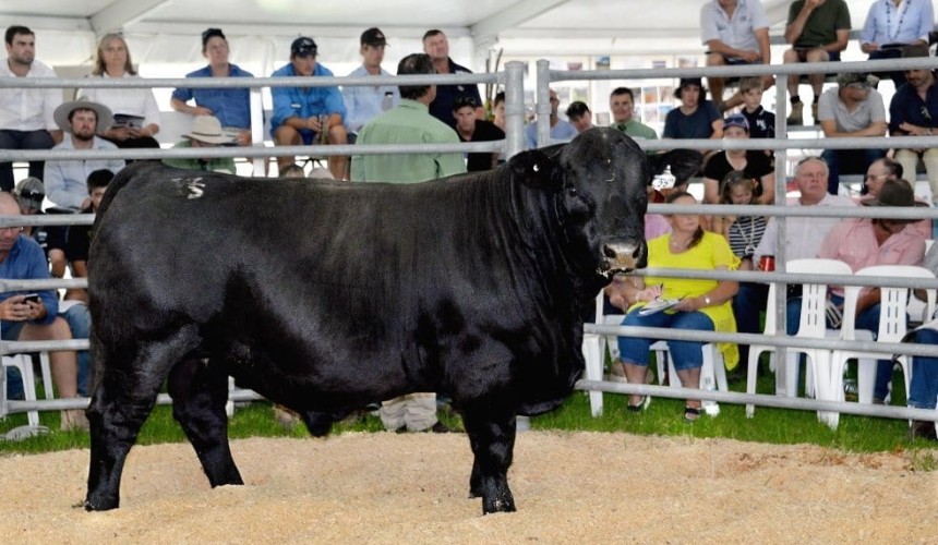 Mixed fortunes in early autumn bulls sales