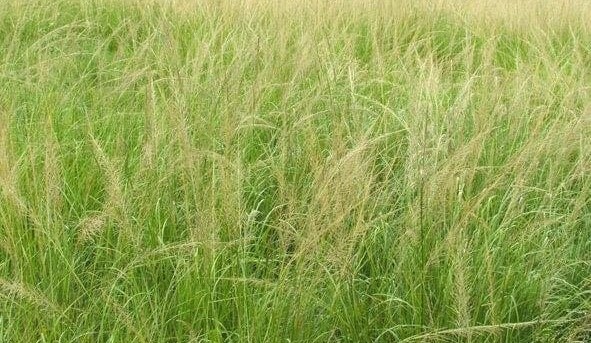 BeefConnect webinar: Lessons on managing weedy grasses from Florida