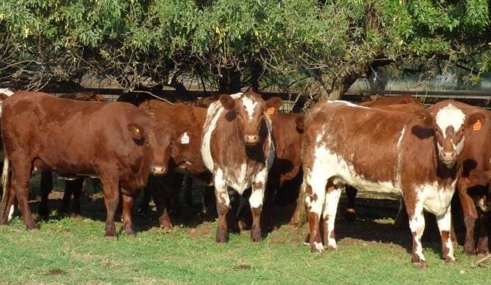Steer, heifer prices trend down in larger AuctionsPlus offering