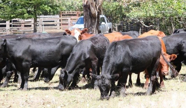 Heifer numbers surge in 9900 head AuctionsPlus offering