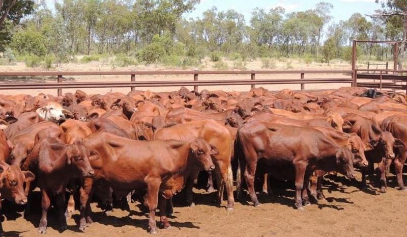Record offerings top 17,000 head on AuctionsPlus