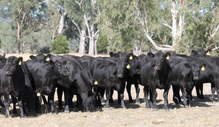 Steer values ease as big pre-Easter drop seen in AuctionsPlus listings
