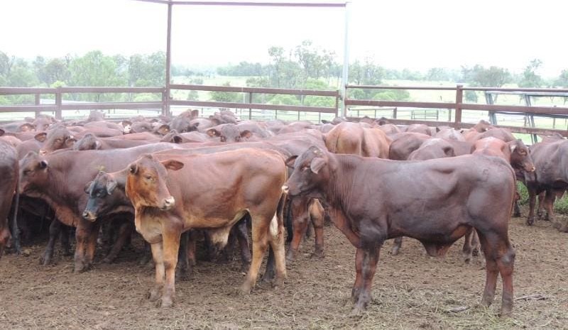 Young cattle prices lift 20c/kg or better on AuctionsPlus