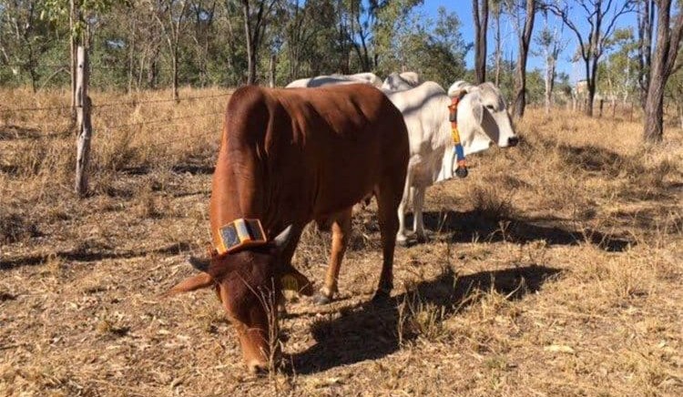 CQ wet season trial demonstrates potential for virtual fencing