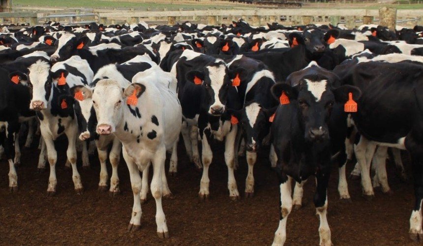 Live dairy cattle export benefits quantified
