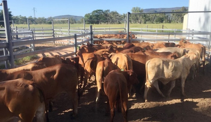 Next gen ‘smart’ tags aiming to revolutionise livestock monitoring and ID