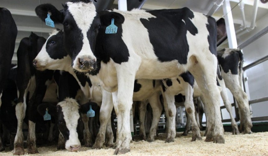 China blocks cattle from now-lifted temporary bluetongue zone, Govt orders review