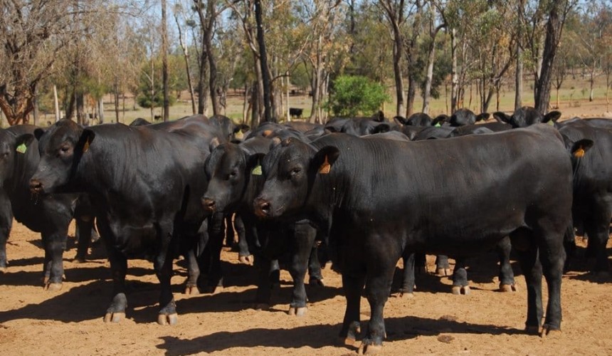 Weekly genetics review: Contract breeding a different way of marketing bulls