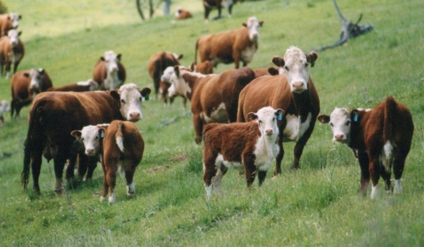National Livestock Genetics Consortium taskforce calls the genetics R&D shots