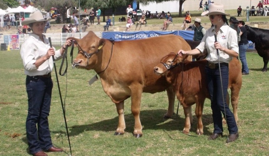 Intrepid WA exhibitor faces 5500km trek to compete at Beef 2018