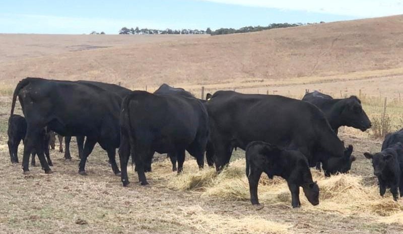 16,000 head offered on AuctionsPlus as dry impacts NSW, VIC
