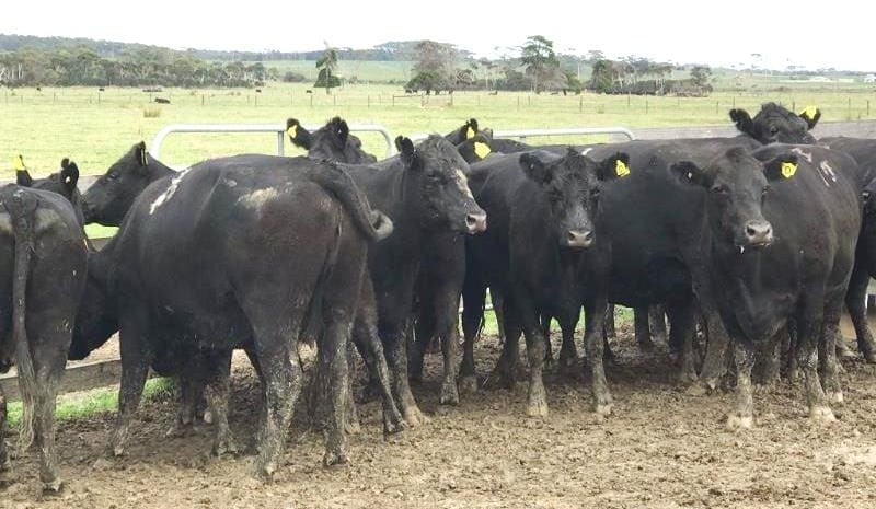Big drops seen in young cattle values on AuctionsPlus