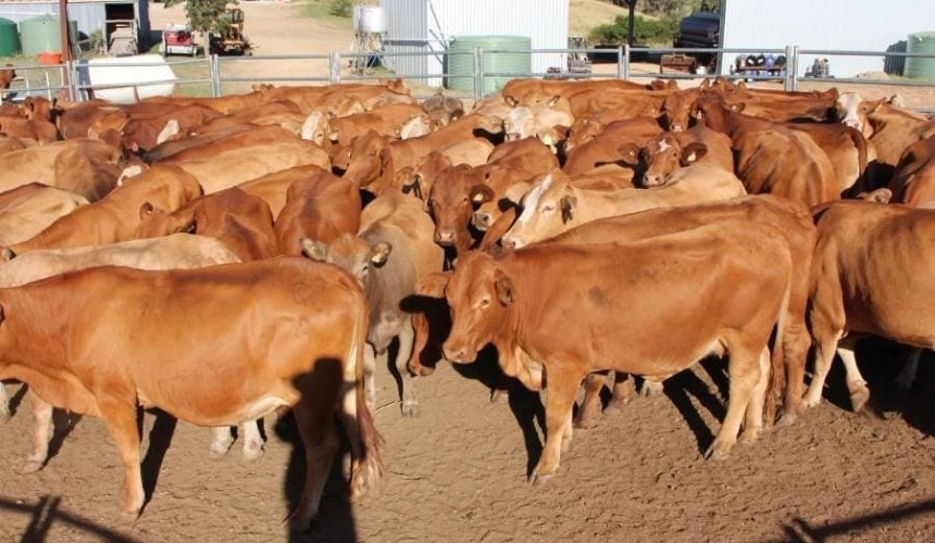 Dry conditions across NSW, VIC limits clearance rates on AuctionsPlus