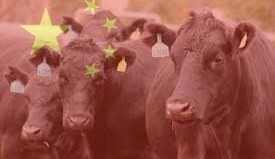 Chinese buy ups disrupting livex trade dynamics