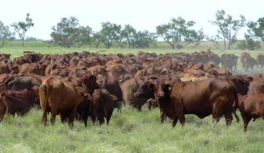Weekly property review – NQ downs grazing land prices ‘cross the line’