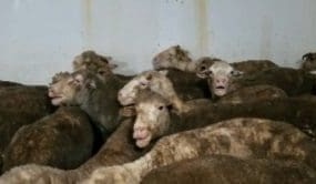 Live export deaths footage prompts new welfare rules, but no ban