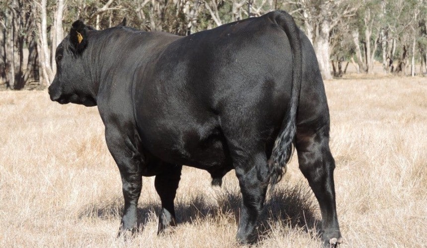 Weekly genetics review: Selling yearling bulls a winner