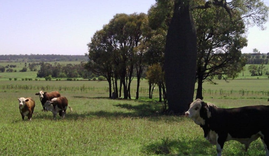 Tree laws – There is a better way!
